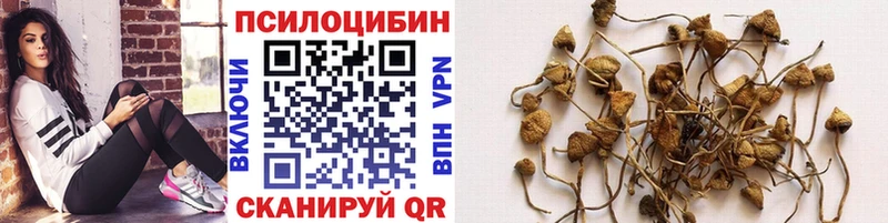 Купить  Гремячинск  Галлюциногенные грибы GOLDEN TEACHER 